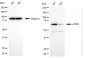 KD-Validated Anti-AIFM1 Rabbit Monoclonal Antibody